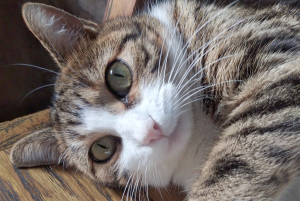 Curso Introduccion a la Comunicación Animal