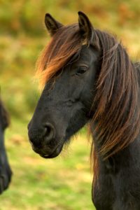 Caballo primer plano
